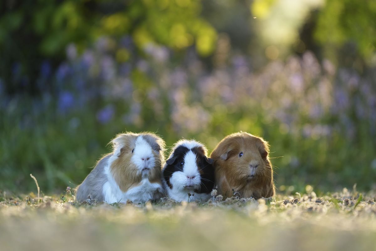 Three guinea pigs on a grass lawn at golden hour, there are bright flowers behind them