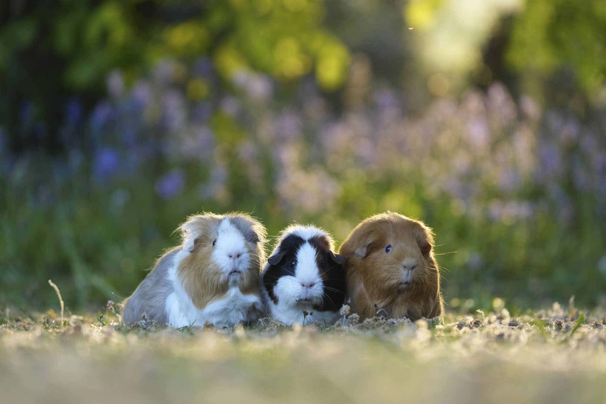Three guinea pigs on a grass lawn at golden hour, there are bright flowers behind them