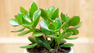 Jade Plant (Crassula ovata)