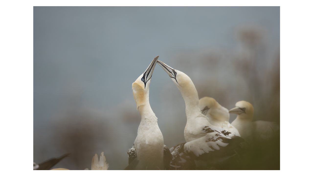 Photograph of a pair of gannets enjoying a tender moment at the RSPB Bempton Cliffs nature reserve in July 2025