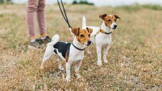 Woman walking her two dogs in a field