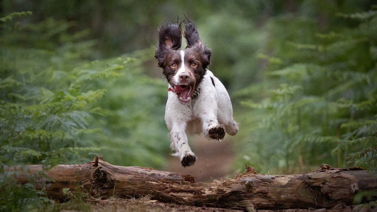 English Springer Spaniel