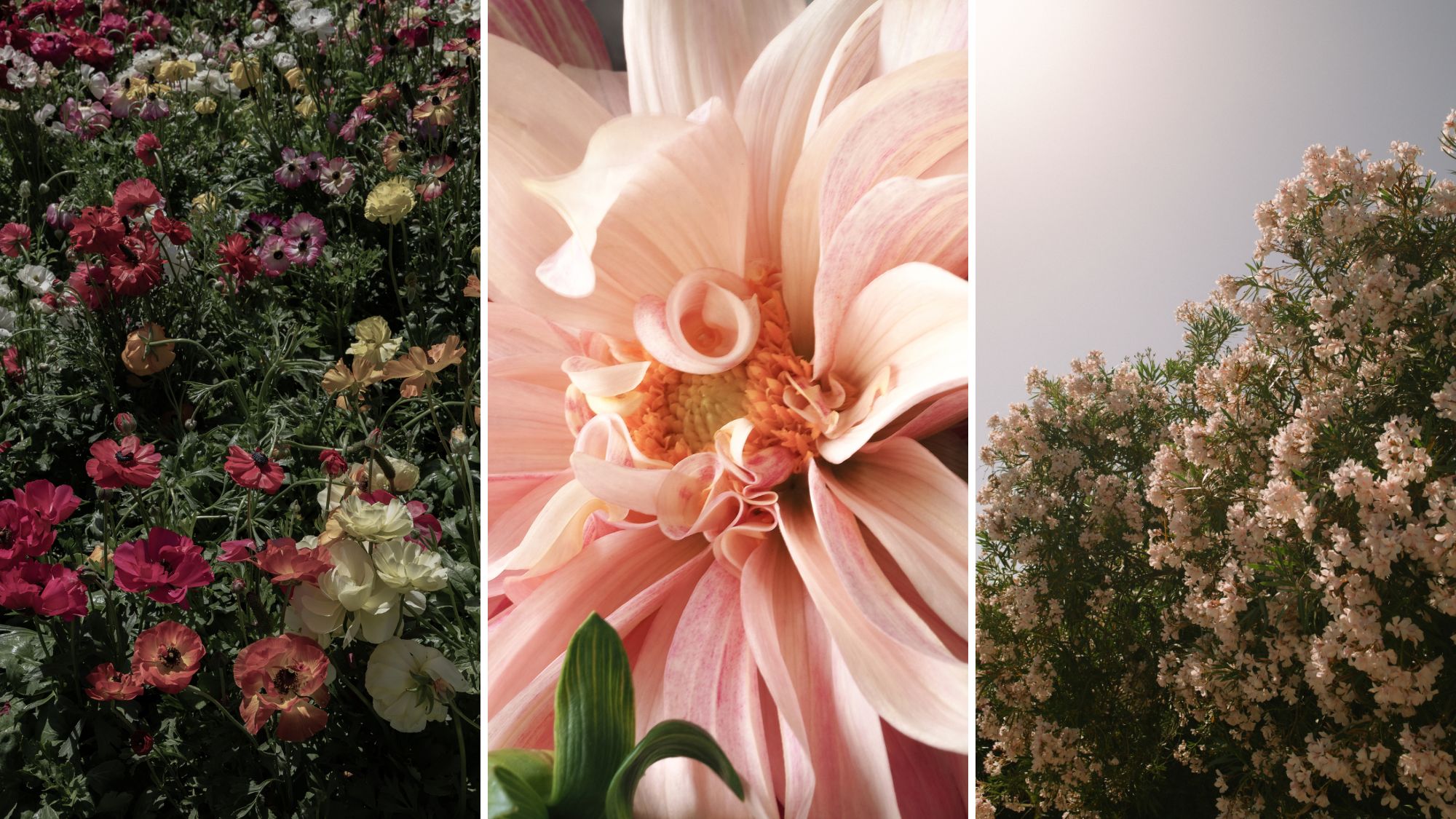 A close up of some flowers: roses, daises, dahlias