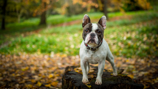 French Bulldog standing on log in park amongst autumn leaves: French Bulldog breeder attempting to reengineer the breeds face to reduce health issues