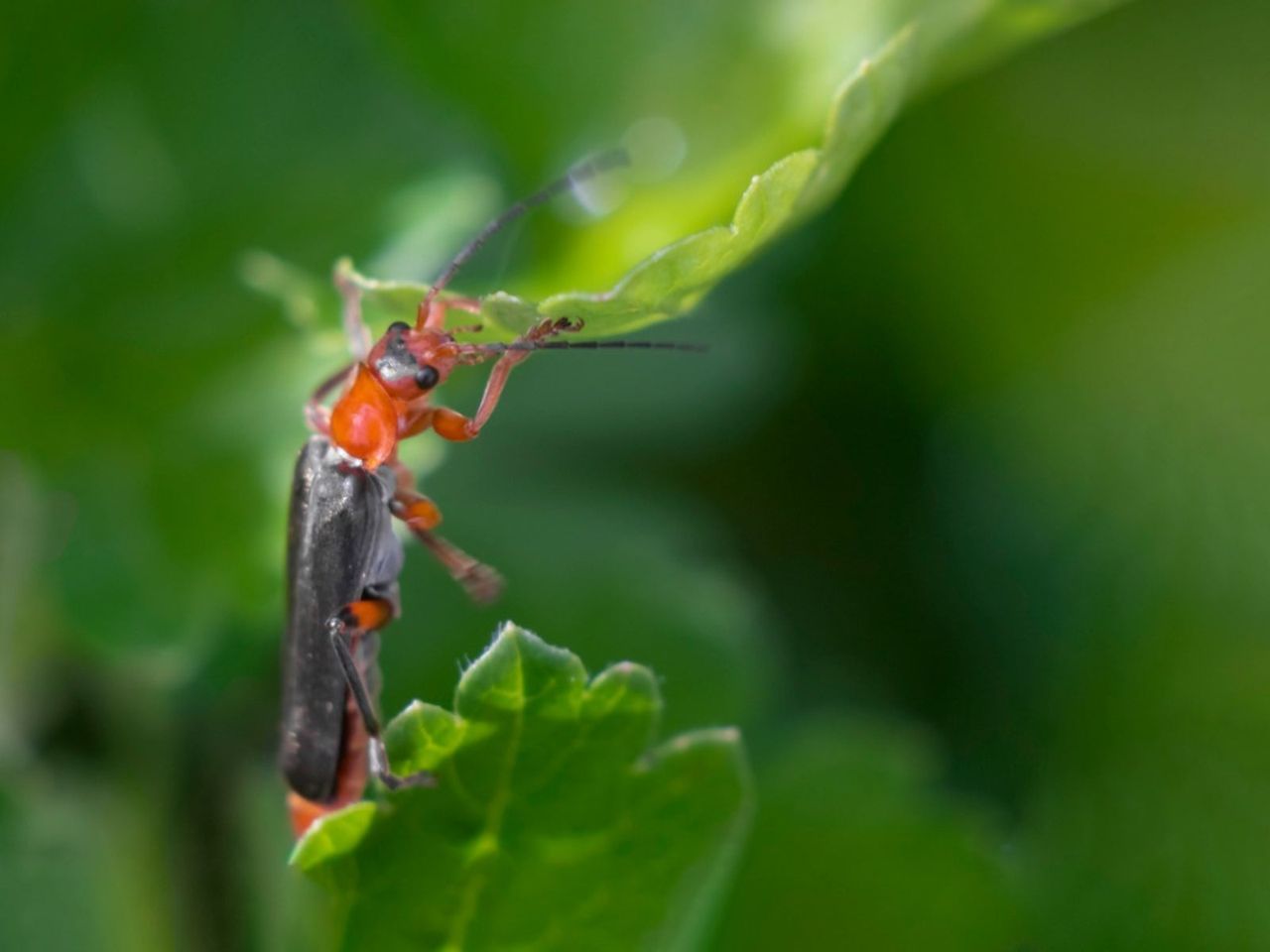 A Black And Orange Soldier Beetle