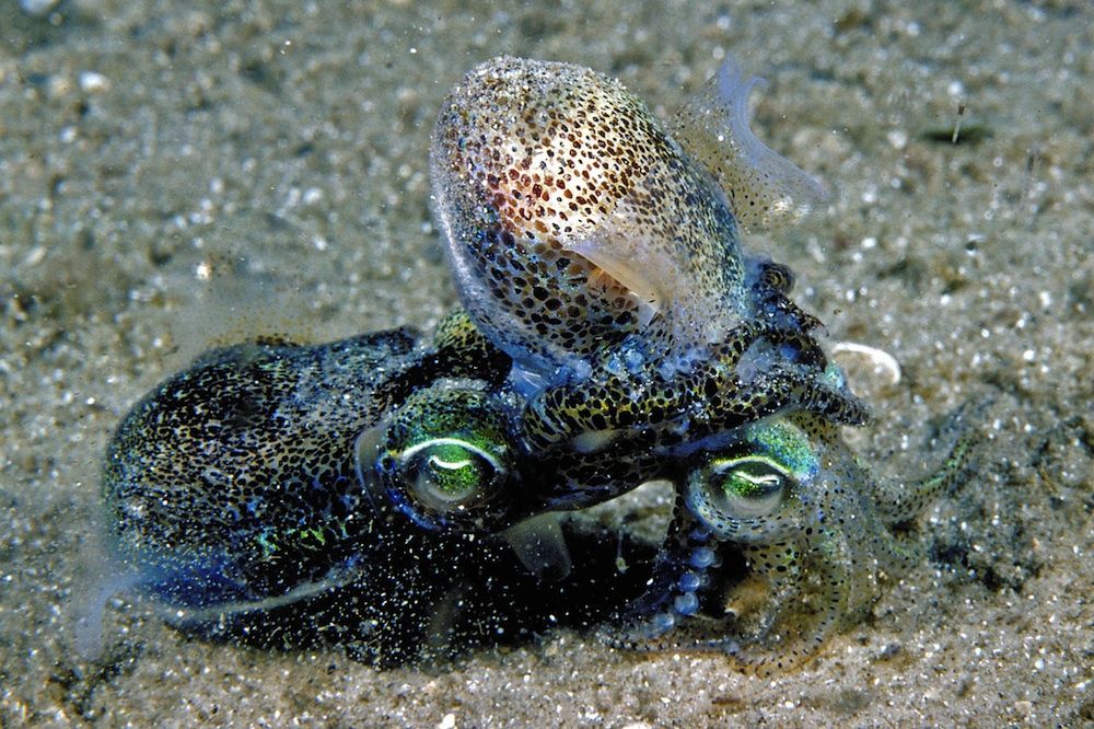 Mating dumpling squid.