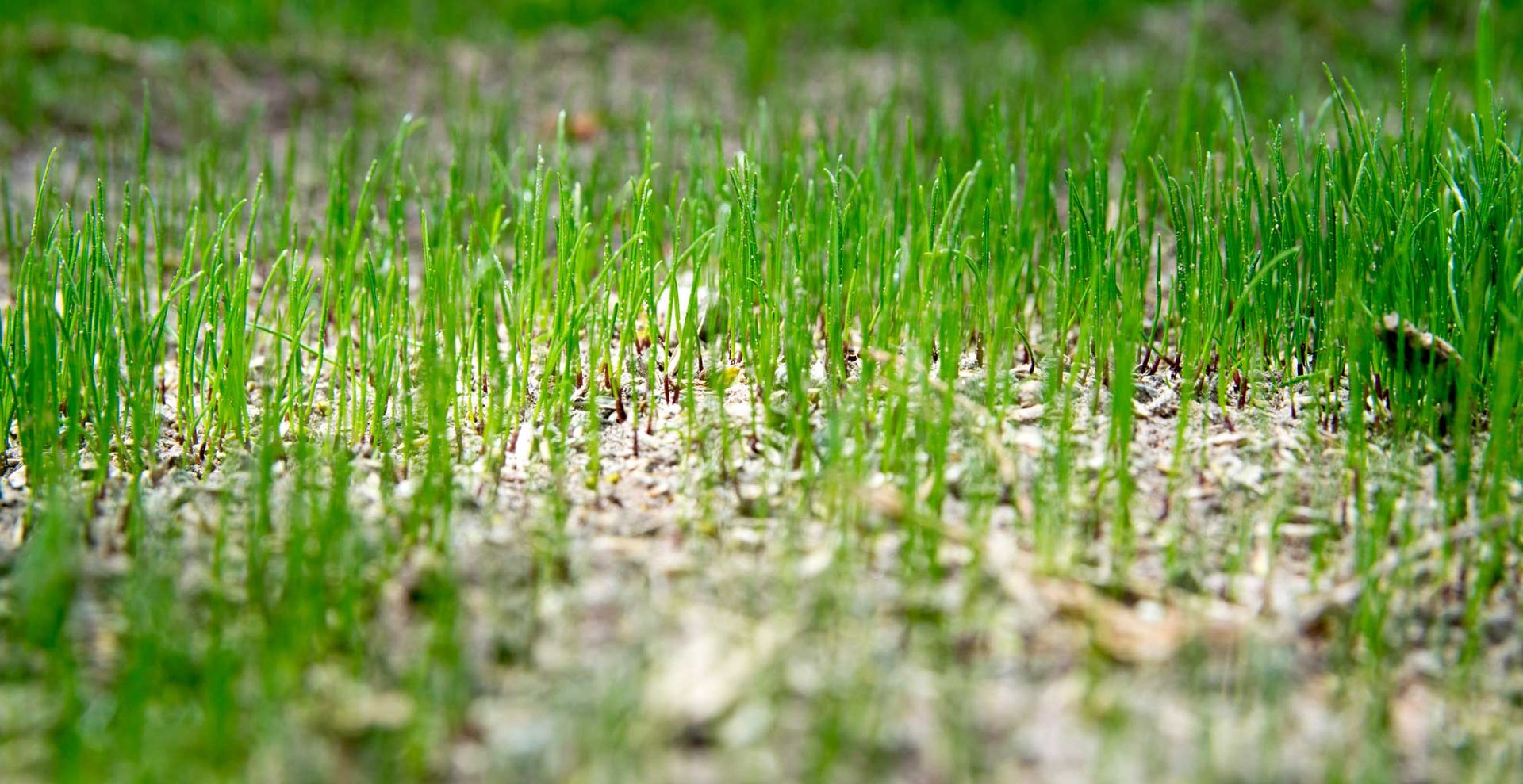 first signs of growth from planting grass seeds in spring
