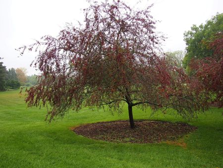 prairifire crabapple