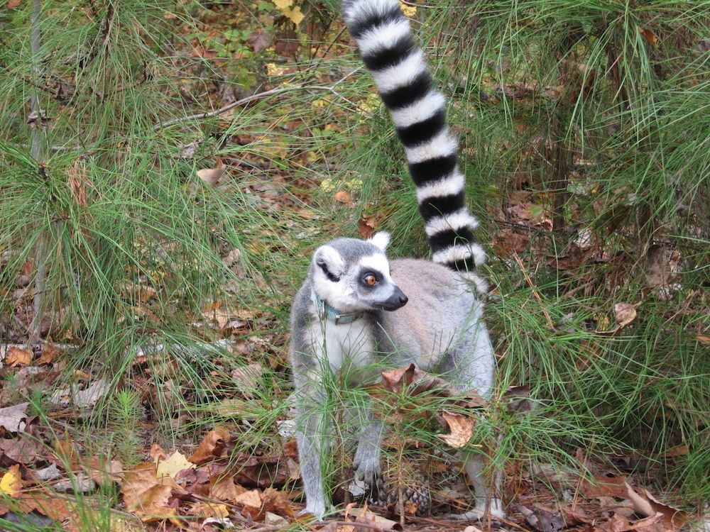 Ring-tailed lemur at Duke Lemur Center