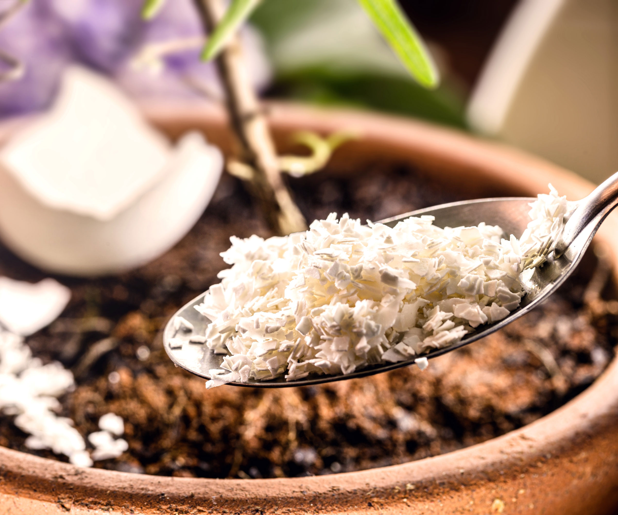 adding crushed eggshell to container plant with silver spoon