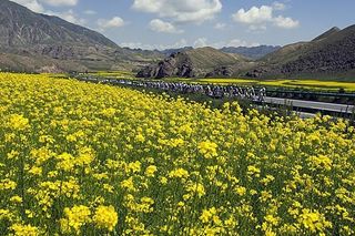 The scenery in Qinghai rivals anything in France