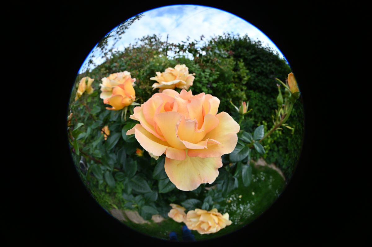 Laowa 8-15mm f/2.8 FF Zoom Fisheye example shot