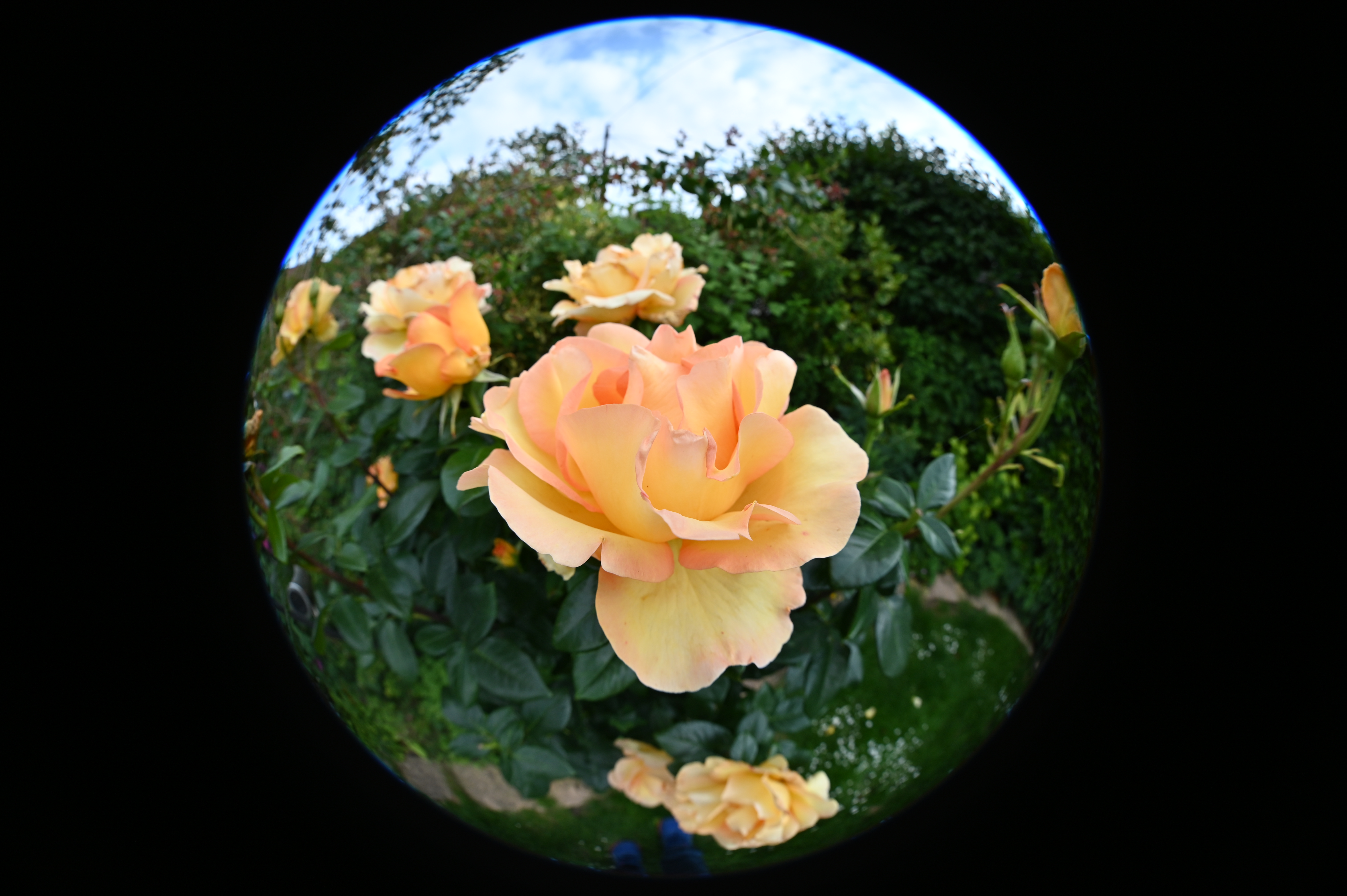 Laowa 8-15mm f/2.8 FF Zoom Fisheye example shot