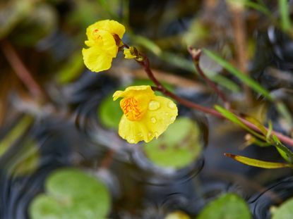 Bladderwort Aquatic Plants