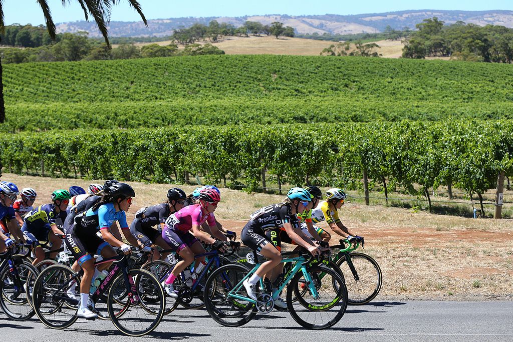 The peloton riding through the vineyards