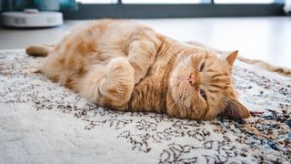 Ginger cat sleeping on rug