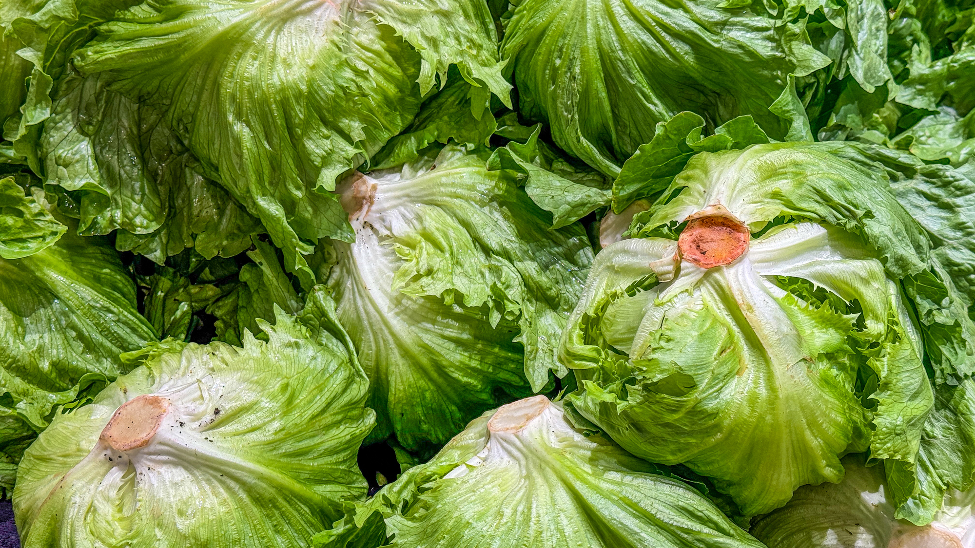 A close up of a series of green lettuce heads