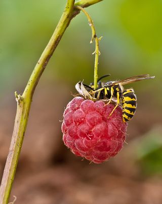 Wasp on a raspberry