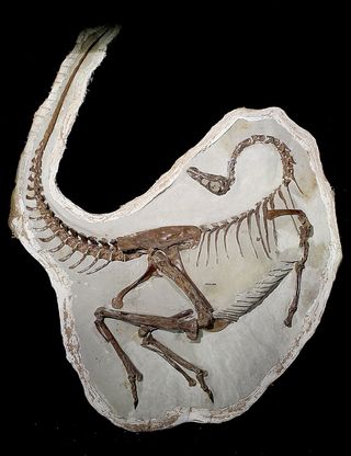 Fossil dinosaur with feathers