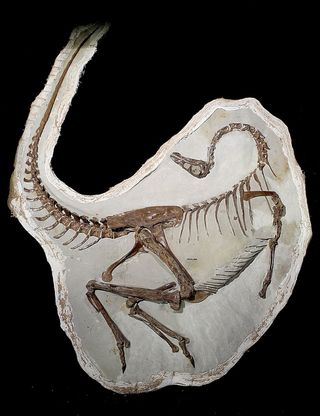 A fossil ornithomimid the preserves evidence of feathers.