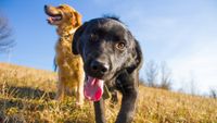 Close up of black Labrador with tongue out and golden retriever in background