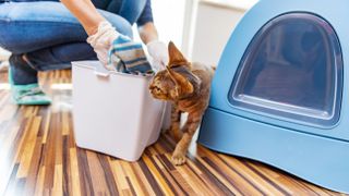 Woman cleaning litter box