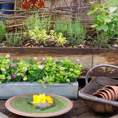 Outdoor herbs in containers