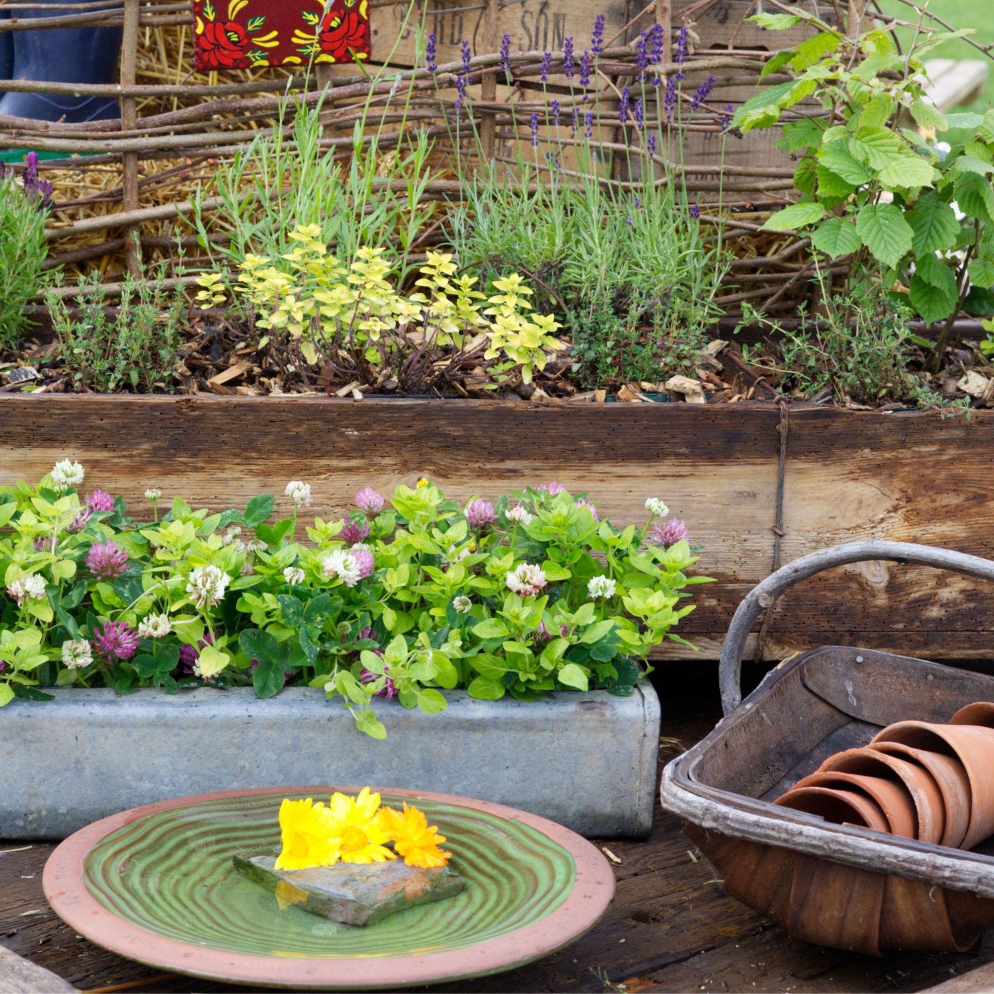 Outdoor herbs in containers