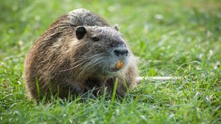 Close-up of a nutria standing in grass.