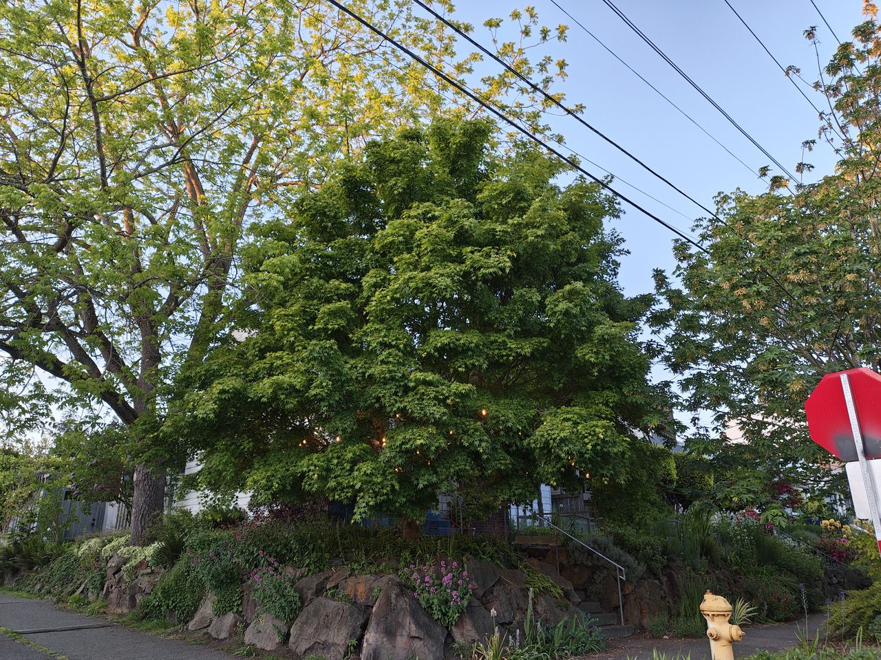 A large tree