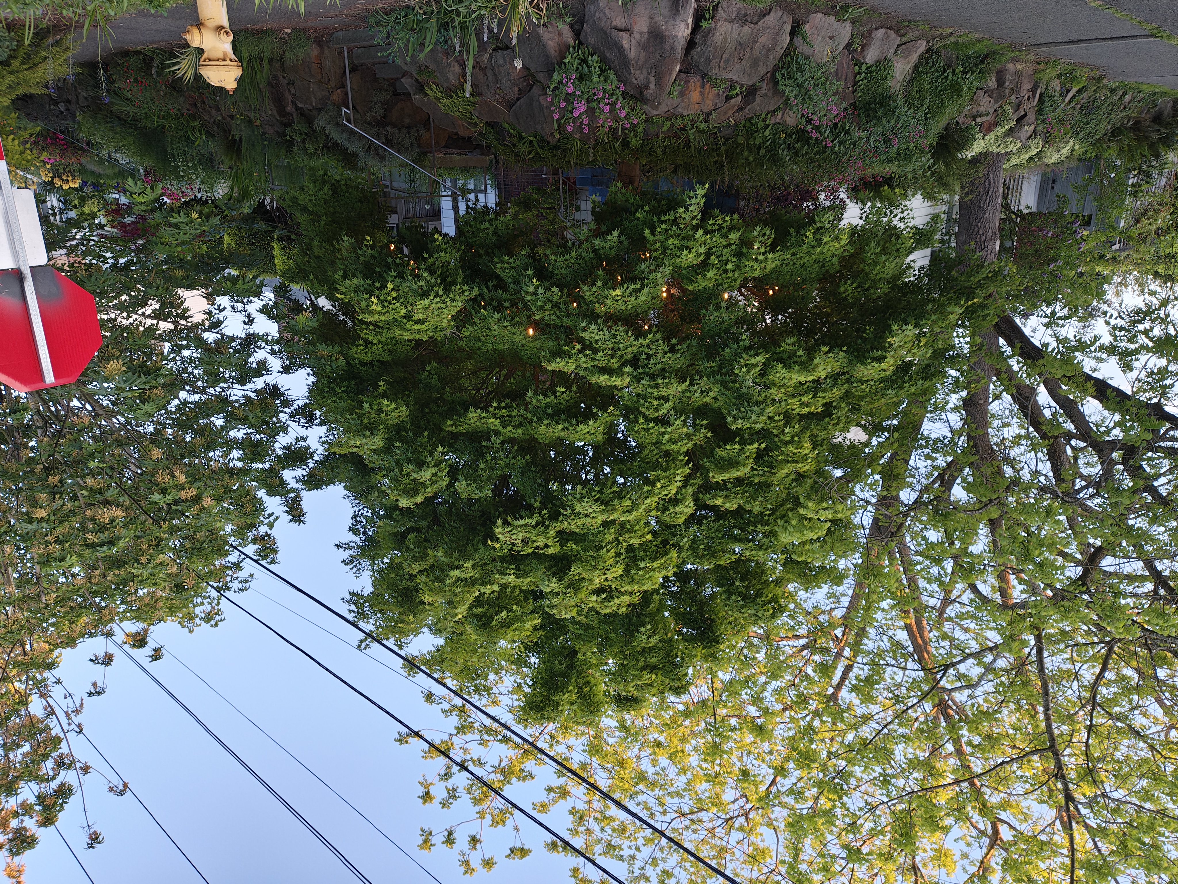 A large tree
