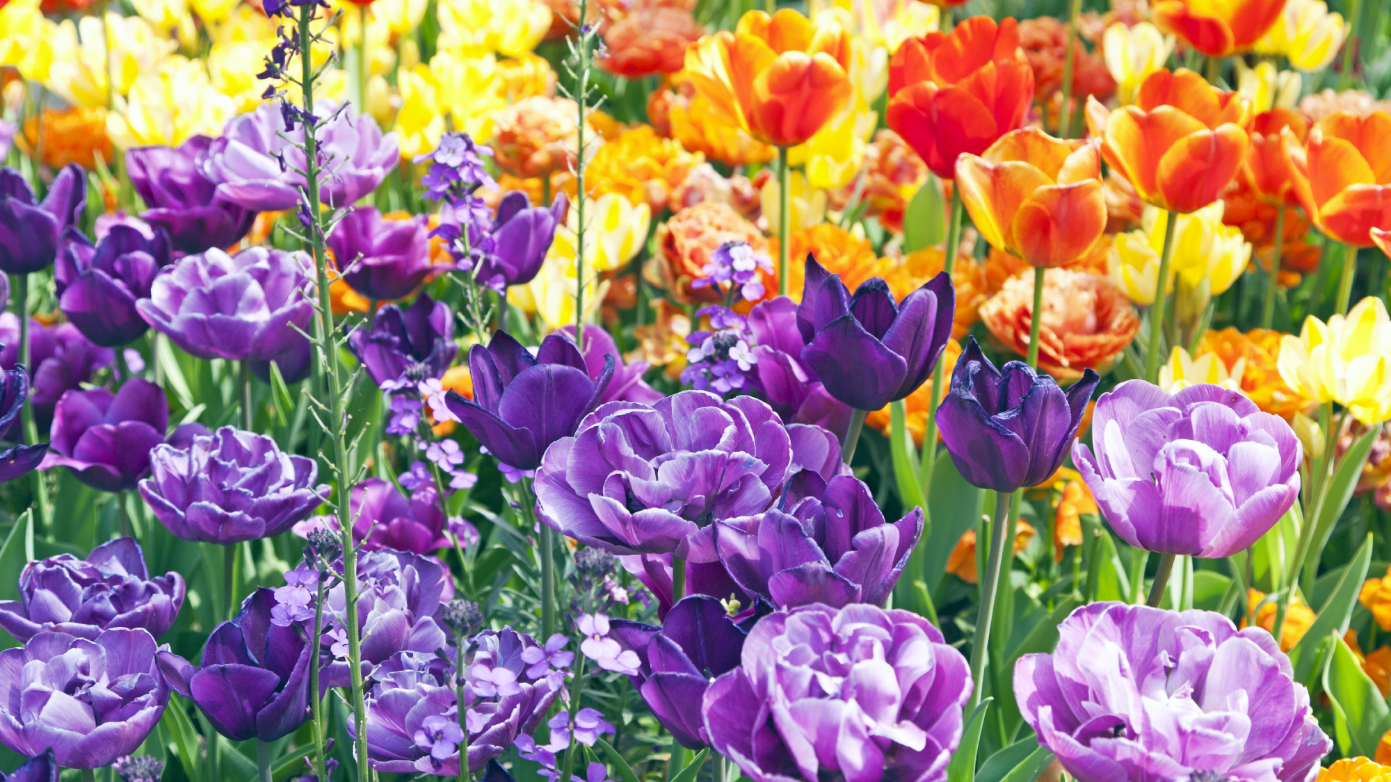 purple, orange and yellow tulip bulbs flowering in spring, some of the best bulbs to plant in November
