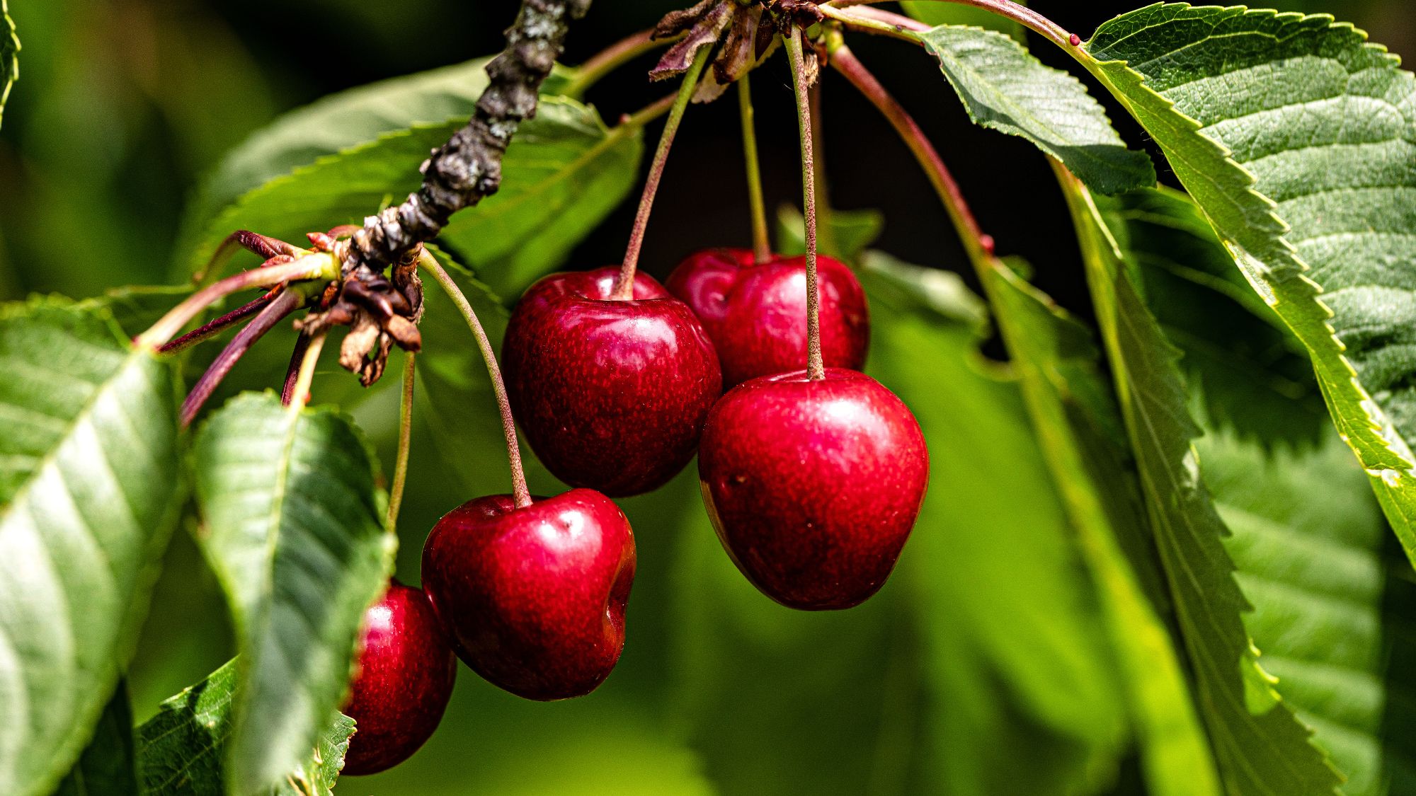 The sweet cherries are almost ripe on this birth month fruit tree