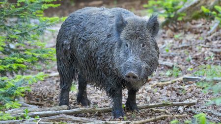 Wild boar