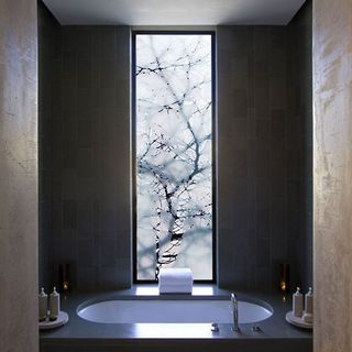 tree magical windows and bathtub