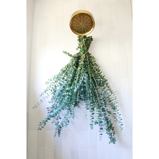 hanging eucalyptus plant for the shower