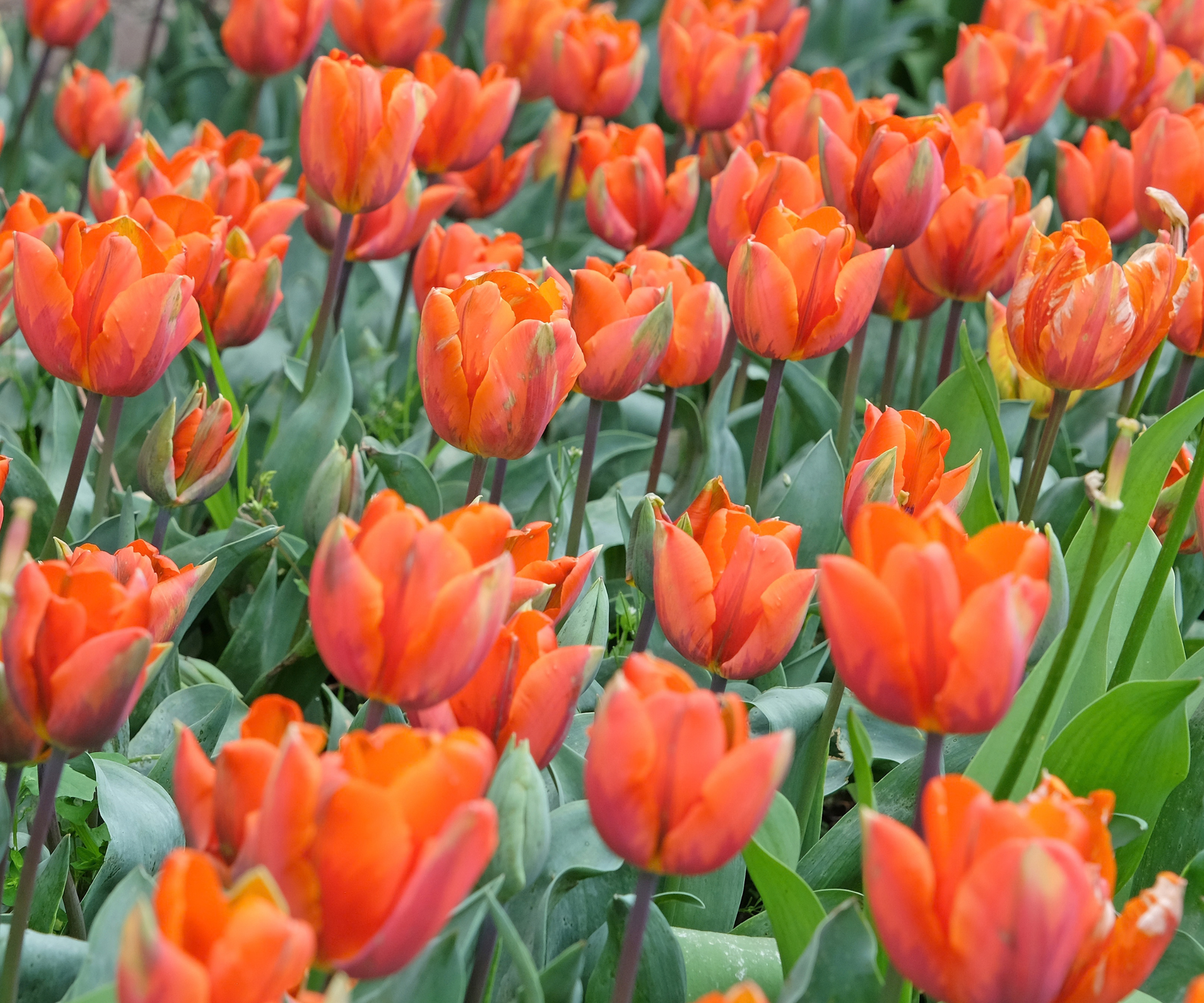 Orange triumph tulip, Tulipa Princess Irene in flower.