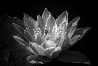 GuruShots - Monochrome Masterpiece