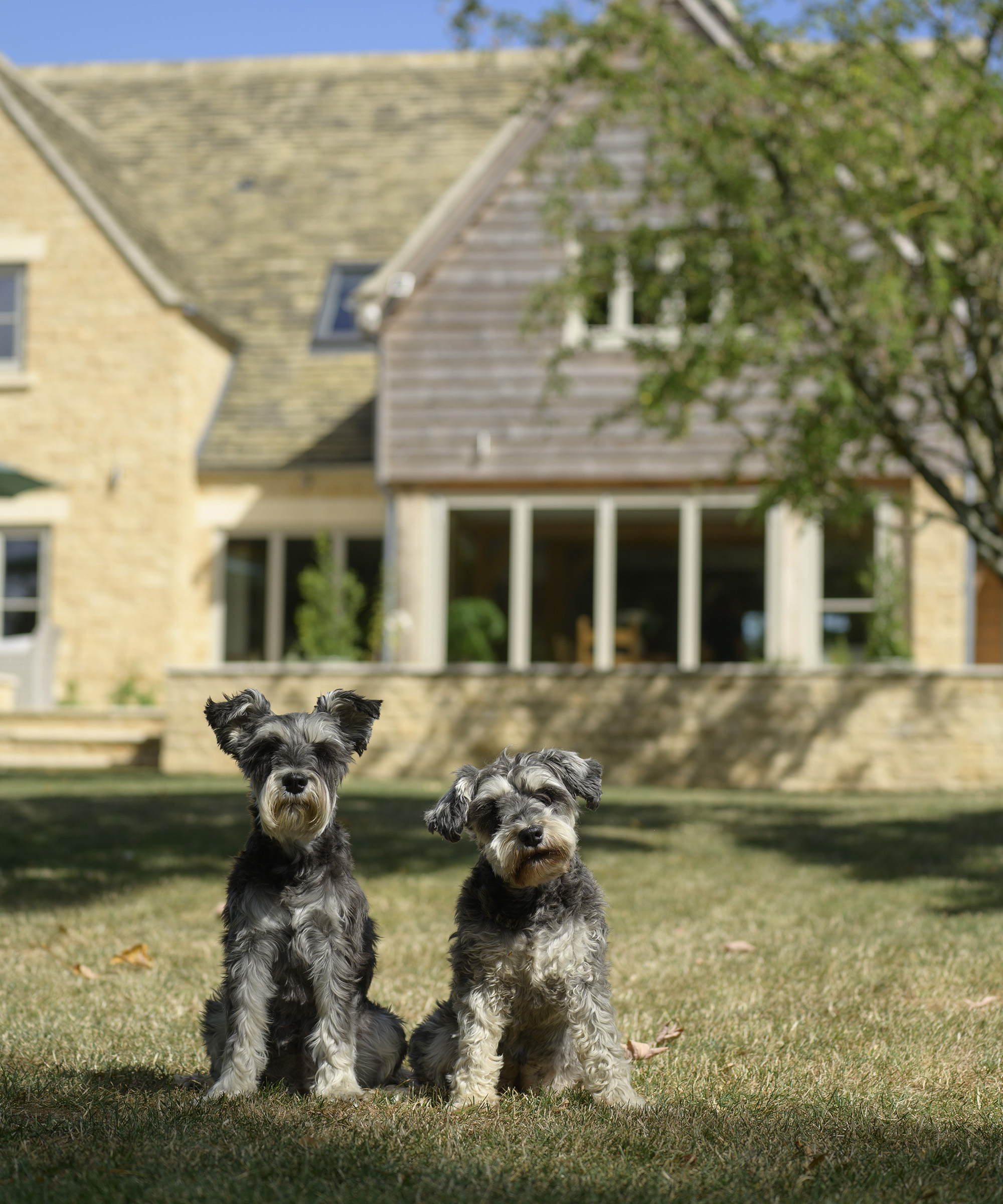 Two adorable pups standing on a lawn in front of a newly built oak frame home