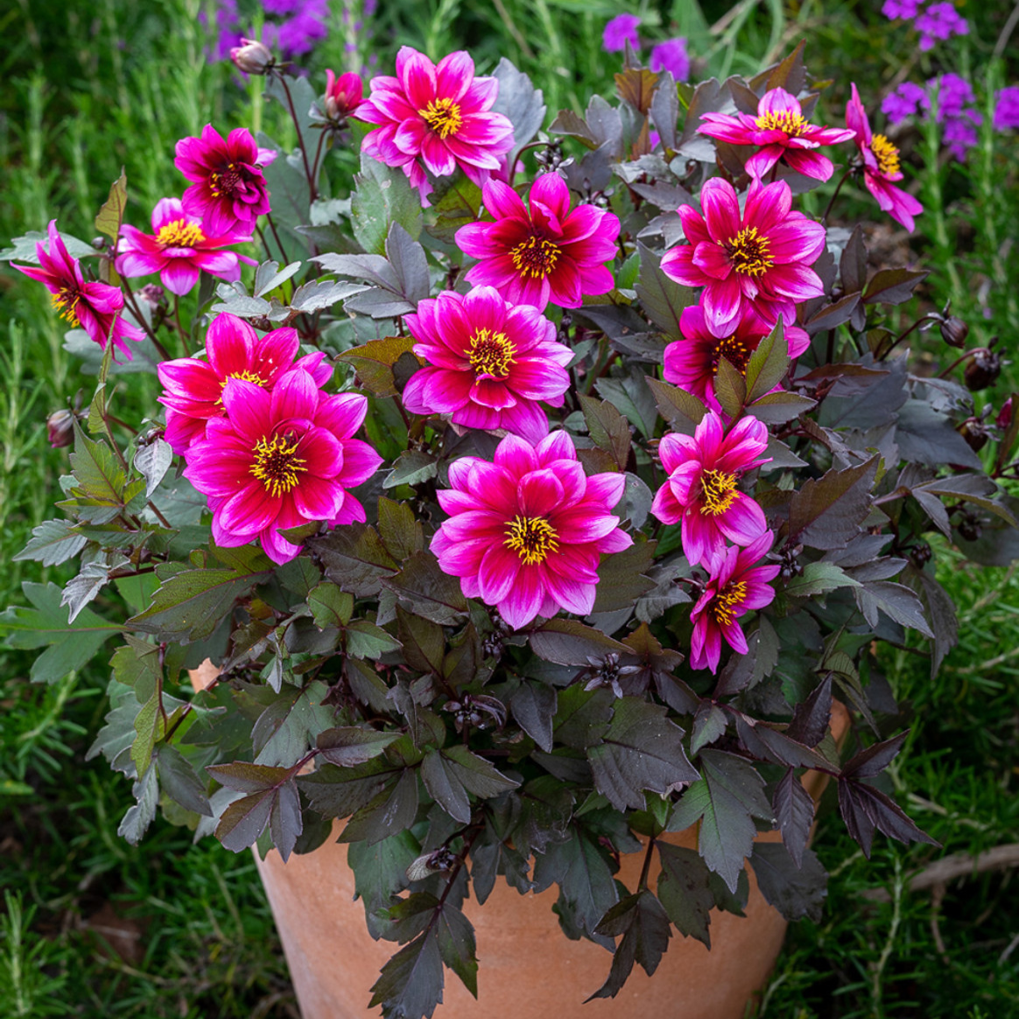 Dahlia 'dreamy Nights'
