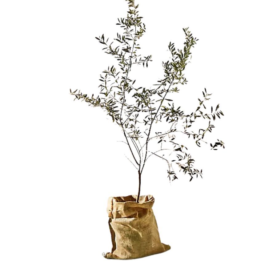 A fake olive tree