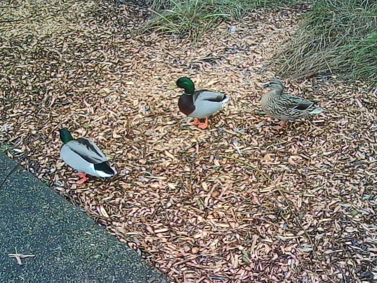A photo taken on a Kodak Charmera keychain camera