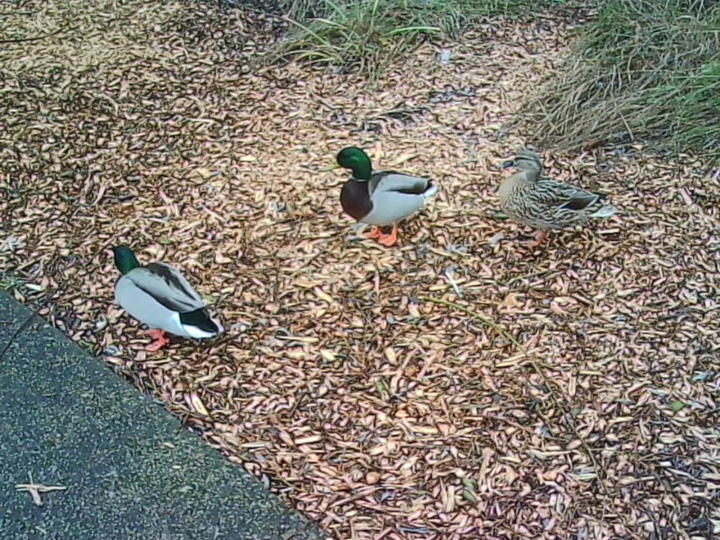 A photo taken on a Kodak Charmera keychain camera