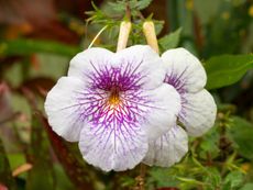 White-Purple Achimenes Magic Flowers