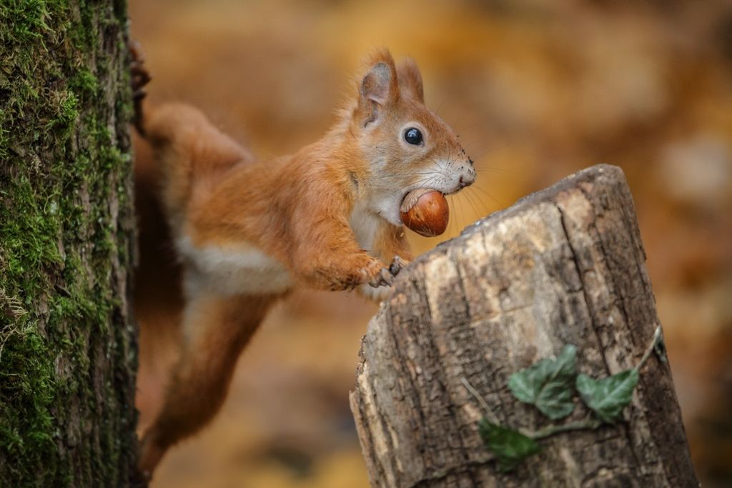 How Do Squirrels Remember Where They Buried Their Nuts? Live Science