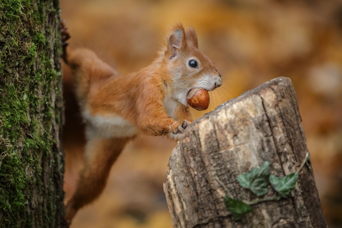 Squirrel stealing a nut.