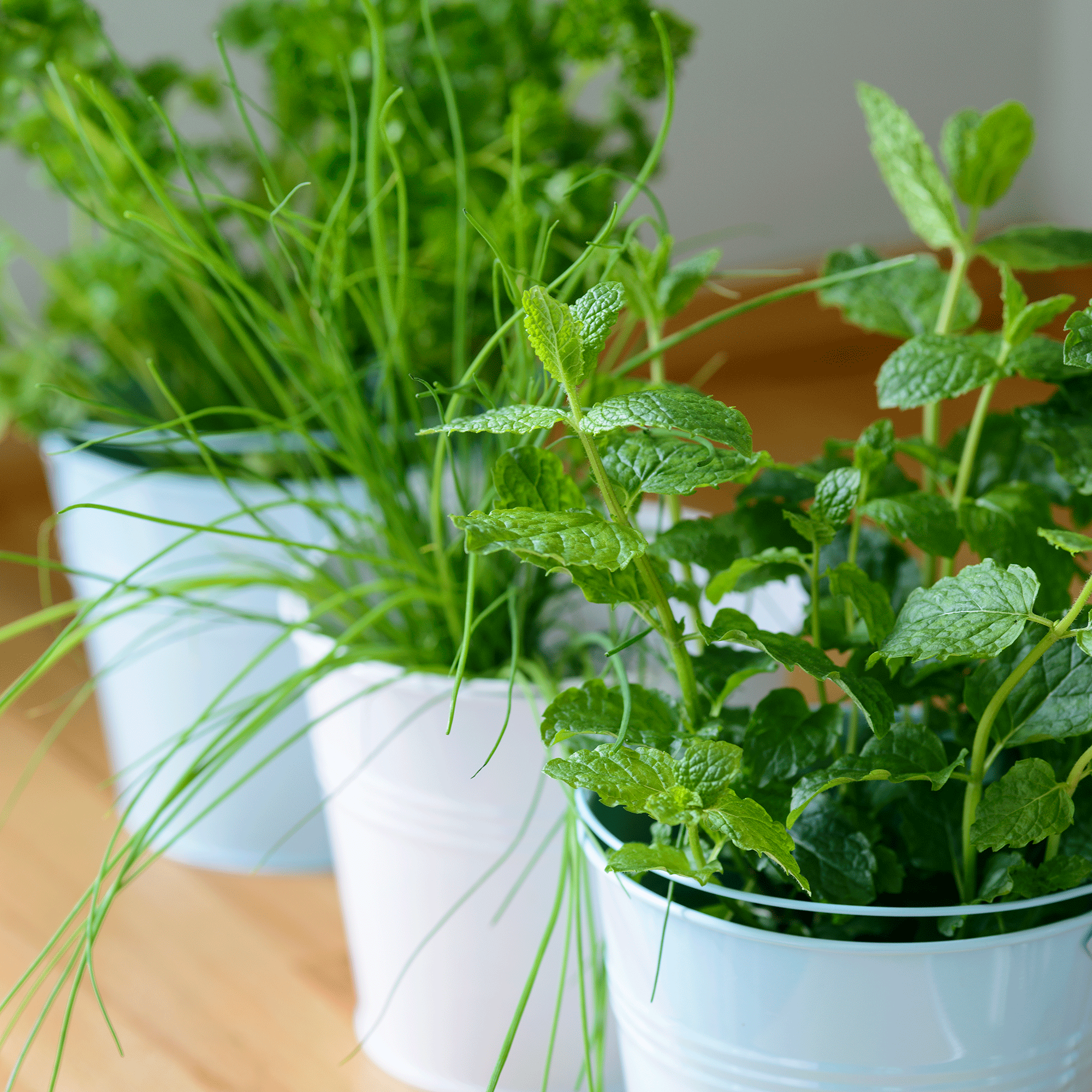 Herbs in turquoise plant pots inside