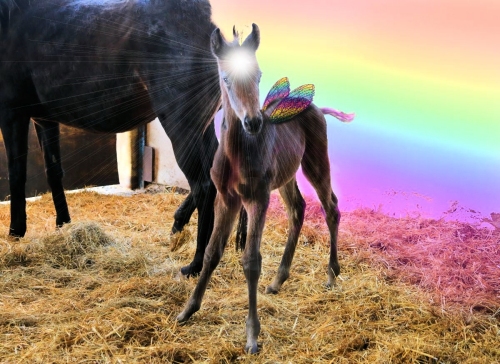 municornbaby3