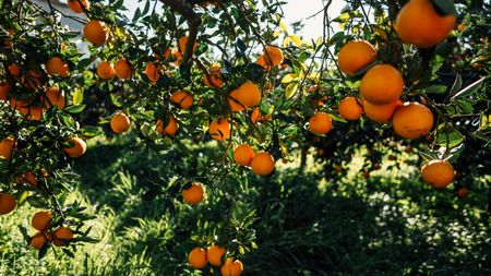 An orange tree laden with fruits in summer