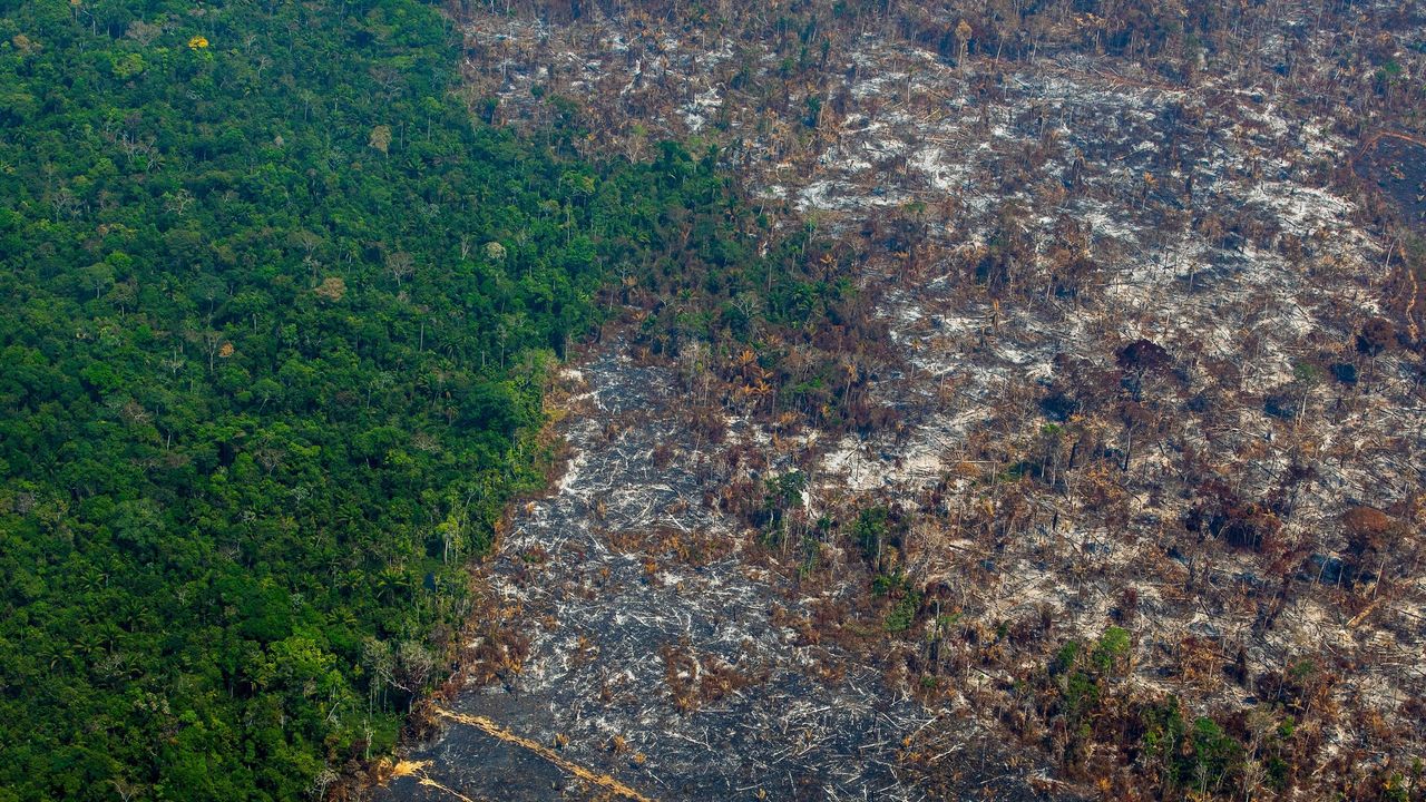 Deforestation in the Amazon basin